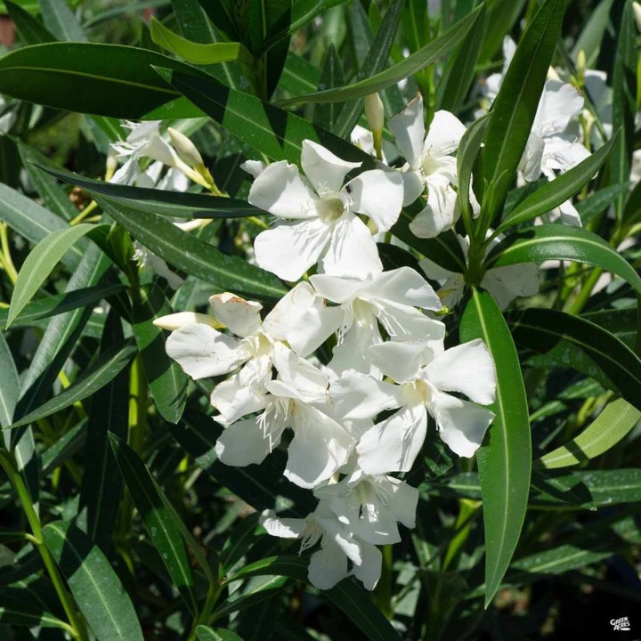 Rose Bay - Rose Laurel Seeds (Nerium oleander) - 1.755