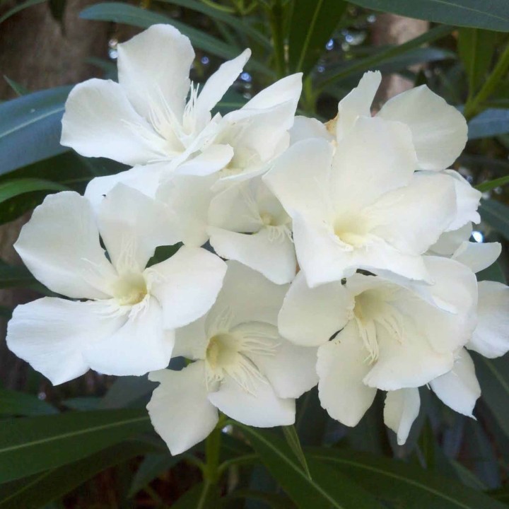 Rose Bay - Rose Laurel Seeds (Nerium oleander) - 1.755