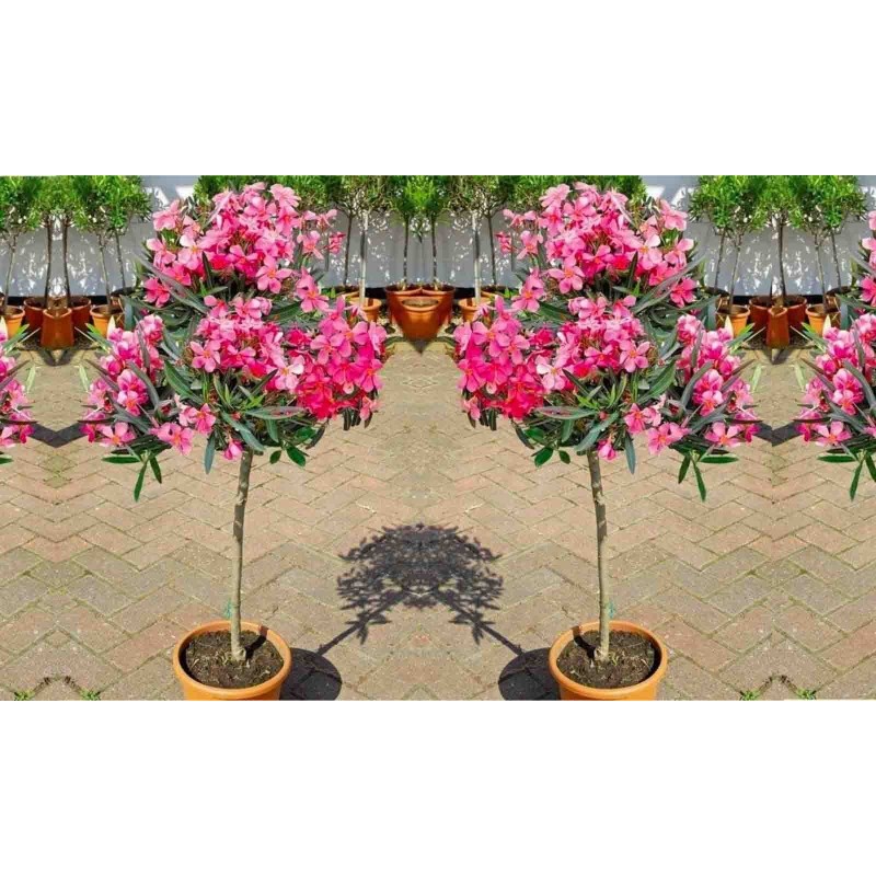 Oleander - Rosenlorbeer Samen (Nerium oleander) | 1,95 €