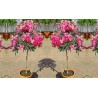 Oleander - Rosenlorbeer Samen (Nerium oleander) | 1,95 €