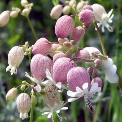 Price: €1.95 - Sementes de Silene vulgaris - 