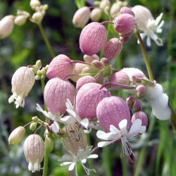 Sementes de Silene vulgaris