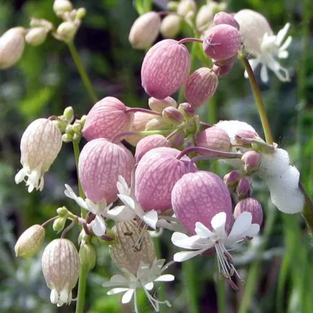 Semințe Gușa-porumbelului (Silene vulgaris)