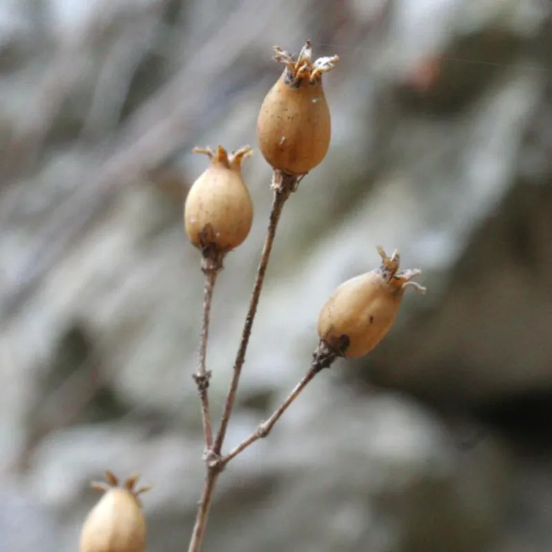 Semințe Gușa-porumbelului (Silene vulgaris)