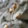 Semințe Gușa-porumbelului (Silene vulgaris)
