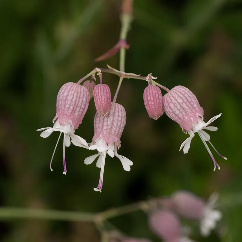Semințe Gușa-porumbelului (Silene vulgaris)