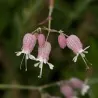 Semințe Gușa-porumbelului (Silene vulgaris)
