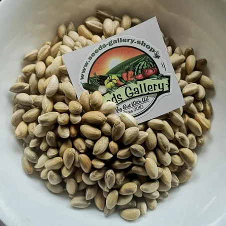 Pistachio Seeds (Pistacia vera) (Antep Pistachio)