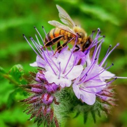 Price: €7 - Bijenbrood Zaden (Phacelia tanacetifolia) - Unbranded