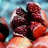 Sementes de Romã (Punica granatum)