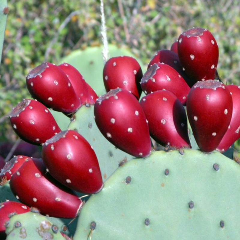 Price: €1.65 - Semillas de Bartolona, Nopal camueso (Opuntia robusta) - 