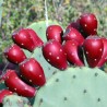 Price: €1.65 - Σπόροι Κάκτοι Opuntia Robusta - 