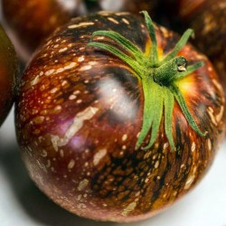 Price: €1.65 - Semena rajčat Dark Galaxy - Seeds Gallery