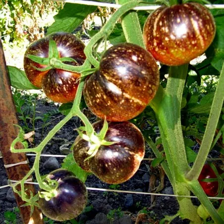 Dark Galaxy Tomato Seeds