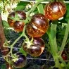 Dark Galaxy Tomato Seeds