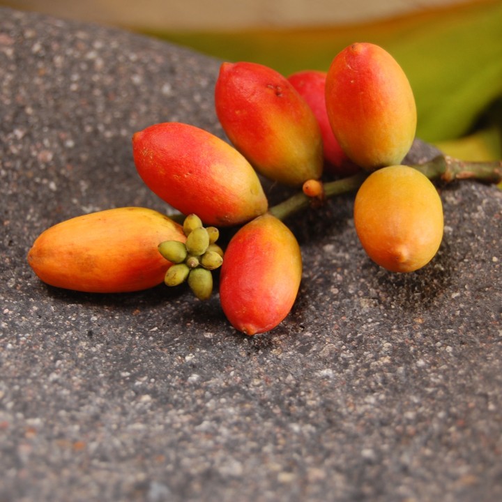 Nasiona Melinjo, Belinjo (Gnetum gnemon) - 3.555