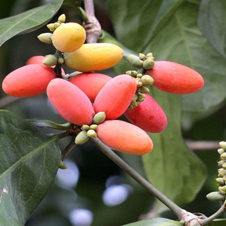Price: €3.95 - Semillas de Melinjo, Belinjo (Gnetum gnemon) -