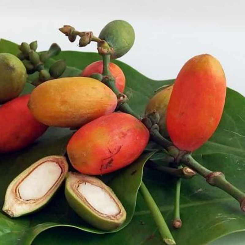 Price: €3.95 - Semi di Melinjo, Belinjo (Gnetum gnemon) - 