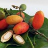 Price: €3.95 - Frön Gnetum gnemon - 