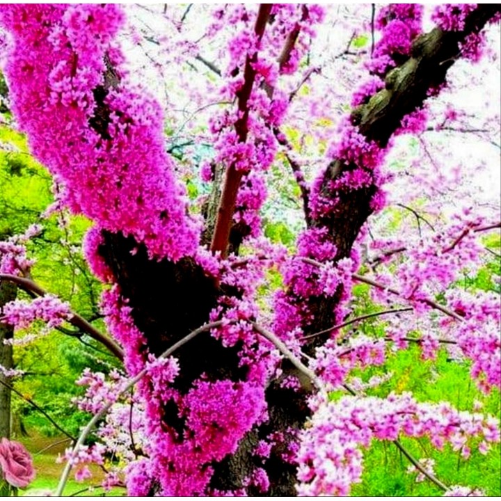 Judaszowiec południowy nasion (Cercis siliquastrum) - 228.714671
