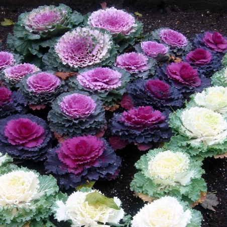 Price: €1.95 - Semillas de Col Ornamental (Brassica Oleracea) -