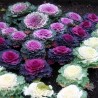 Price: €1.95 - Semillas de Col Ornamental (Brassica Oleracea) - 