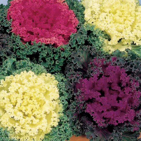 Price: €1.95 - Semillas de Col Ornamental (Brassica Oleracea) -