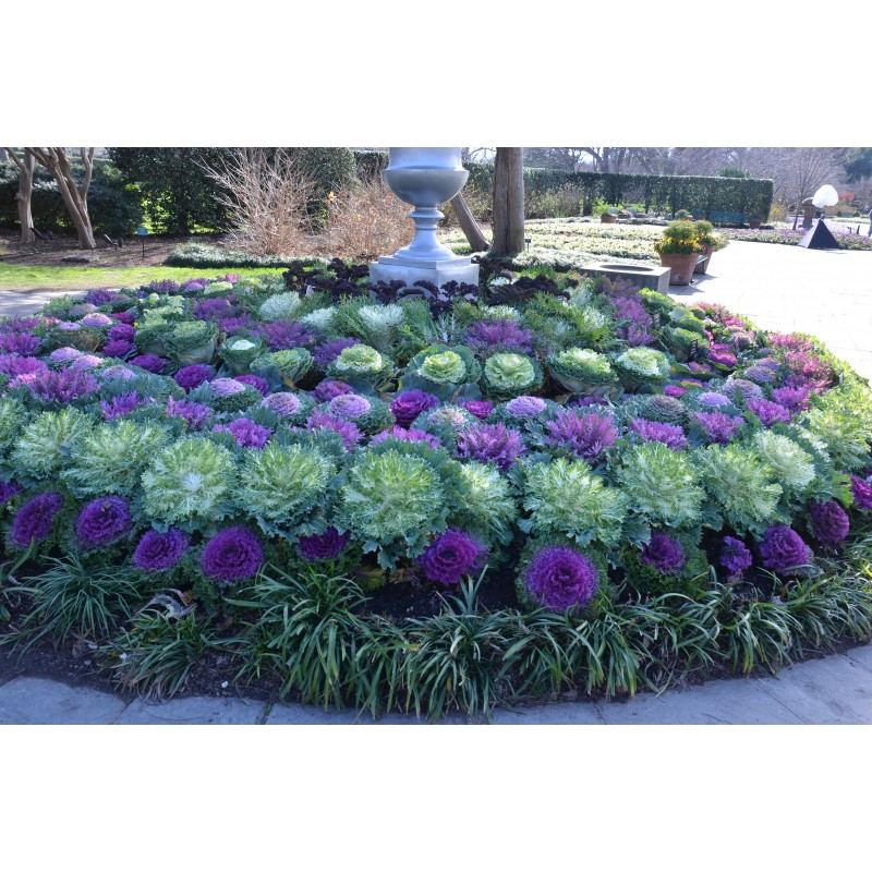 Price: €1.95 - Semillas de Col Ornamental (Brassica Oleracea) - 