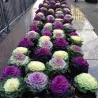 Ornamental cabbage Seeds