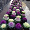 Price: €1.95 - Semillas de Col Ornamental (Brassica Oleracea) - 