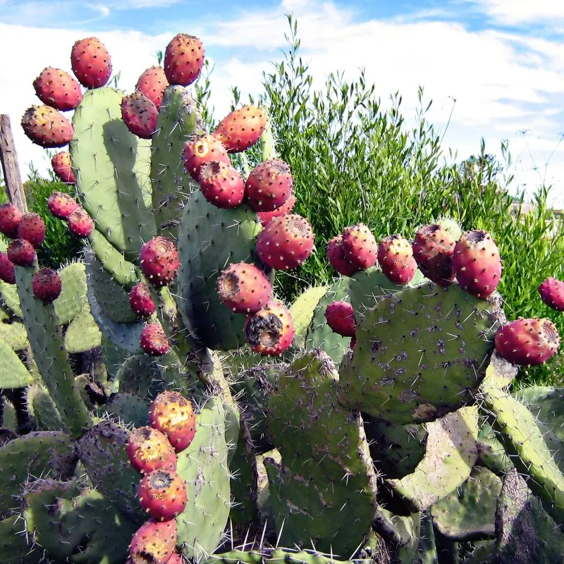Sementes de Figo do Diabo (Opuntia Ficus-Indica)
