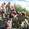Price: €2.25 - Kaktusfeige Samen, Saatgut Essbar (Opuntia Ficus-Indica) - 