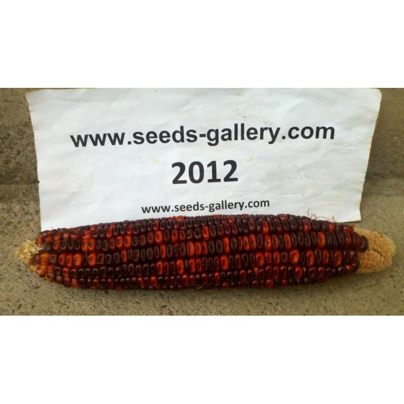 Price: €1.55 - Krvavi Mesar crveni kukuruz seme (Bloody  Butcher) - Seeds Gallery