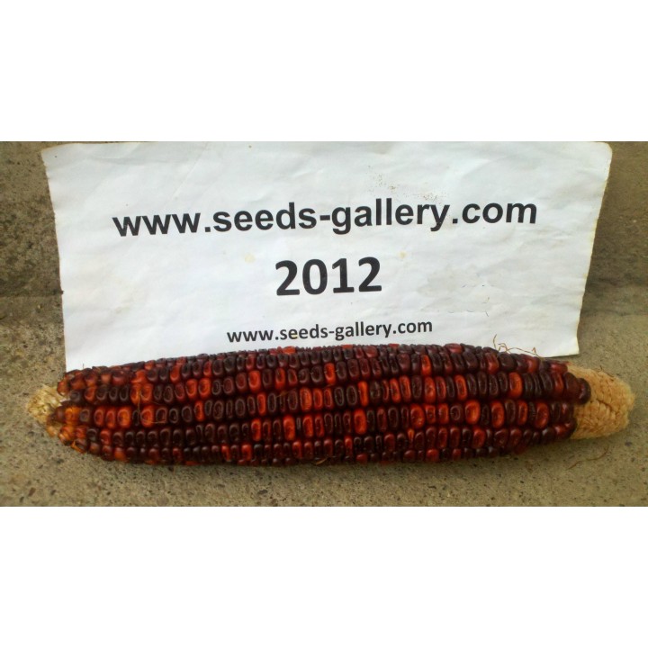 Bloody Butcher Sweetcorn - 252.172586