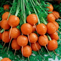 Σπόροι καρότου Paris Market