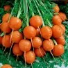 Semi di Carota Pariser Markt