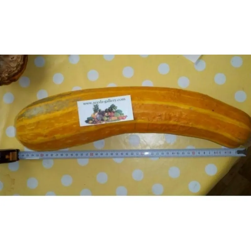 All Green Bush Courgette Seeds