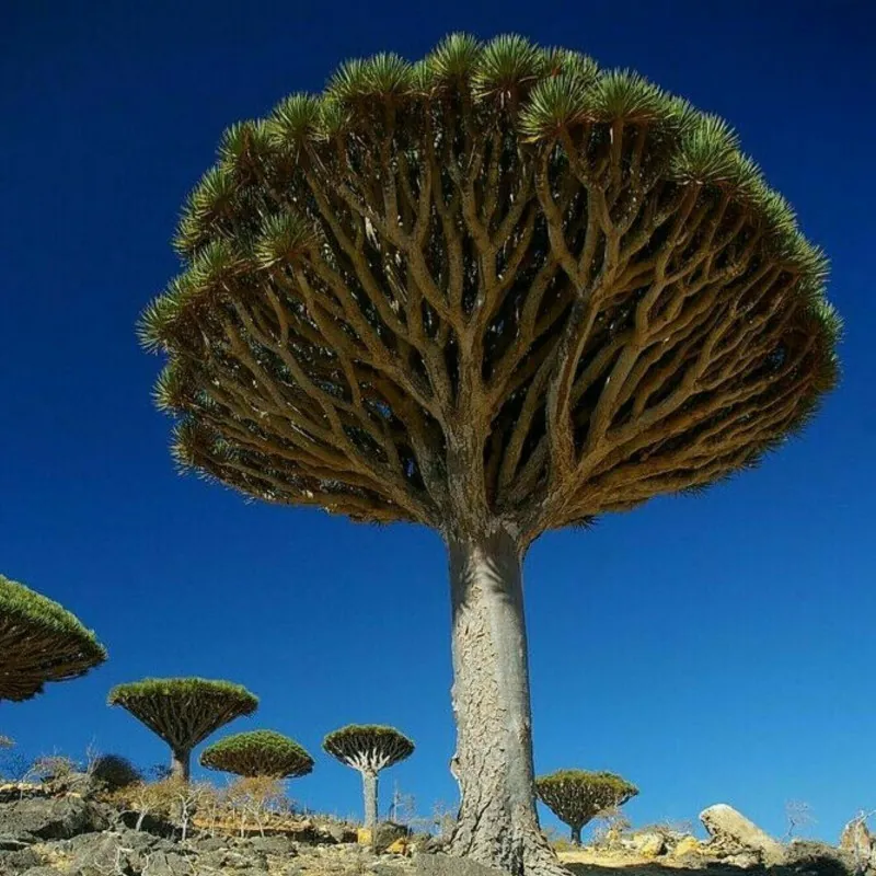 Nasiona Dracena smocza (Dracaena draco) | 2,95