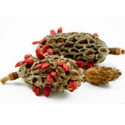 Price: €3 - Semi di MAGNOLIA SEMPREVERDE (Magnolia grandiflora) - 