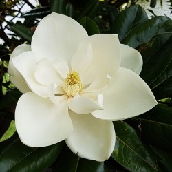 Semințe Magnolia grandiflora - Preț: €