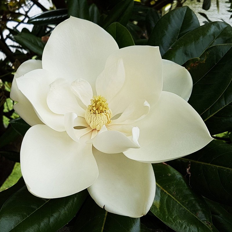 Price: €3 - Semi di MAGNOLIA SEMPREVERDE (Magnolia grandiflora) - 