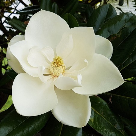 Price: €3 - Semi di MAGNOLIA SEMPREVERDE (Magnolia grandiflora) -