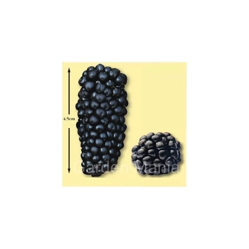 Sementes de Amora Preta Gigante (Morus nigra)