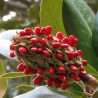 Price: €3 - Semi di MAGNOLIA SEMPREVERDE (Magnolia grandiflora) - 