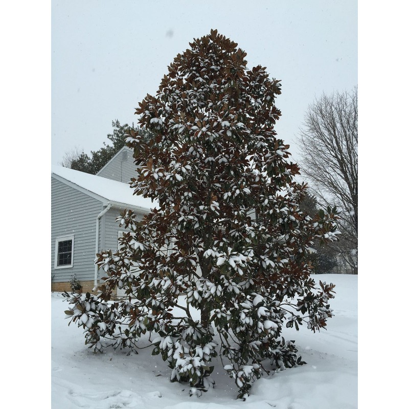 Price: €3 - Semi di MAGNOLIA SEMPREVERDE (Magnolia grandiflora) - 