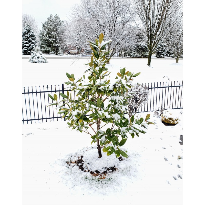 Price: €3 - Semi di MAGNOLIA SEMPREVERDE (Magnolia grandiflora) - 