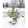 Price: €3 - Semi di MAGNOLIA SEMPREVERDE (Magnolia grandiflora) - 
