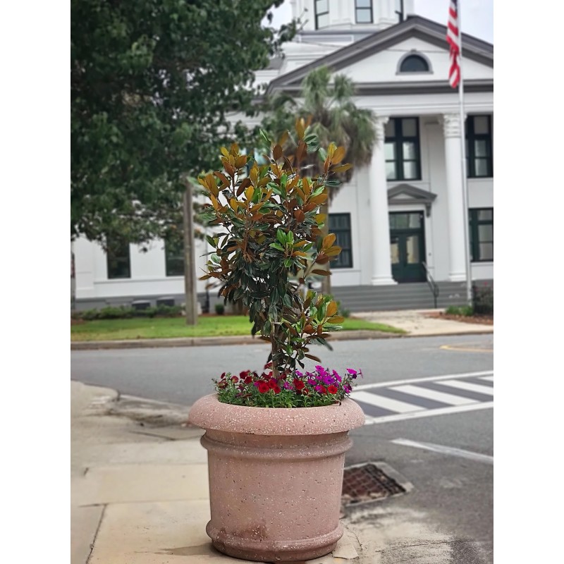 Price: €3 - Semi di MAGNOLIA SEMPREVERDE (Magnolia grandiflora) - 