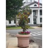 Price: €3 - Semi di MAGNOLIA SEMPREVERDE (Magnolia grandiflora) - 