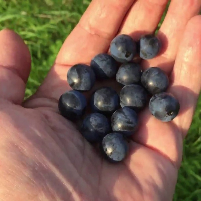 Price: €2.25 - Trnjina Seme (Prunus spinosa) - 